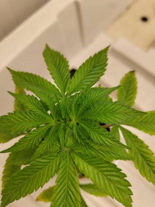 WSC OG (Pheno #5). Week 3 - 11/05