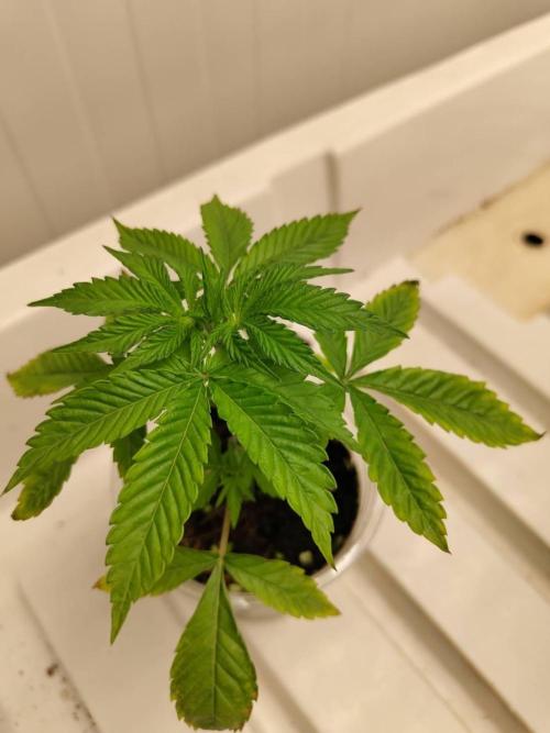 WSC OG (Pheno #5). Week 3 - 11/05
