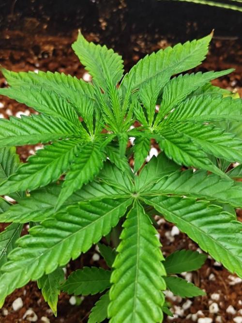 WSC OG (Pheno #5). Week 3 - 12/05