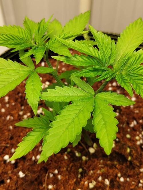 WSC OG (Pheno #4). Week 3 - 12/05