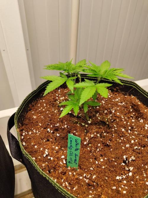 WSC OG (Pheno #4). Week 3 - 12/05