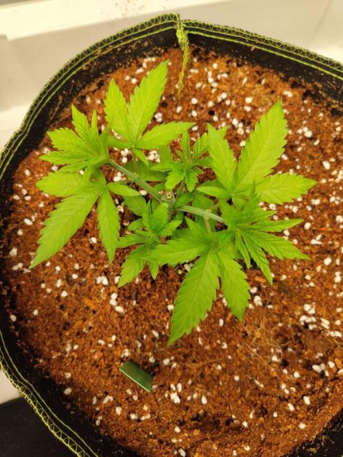 WSC OG (Pheno #4). Week 3 - 12/05