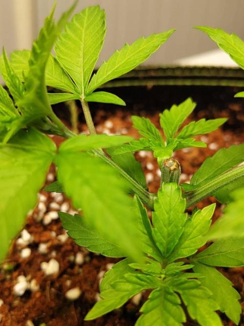 WSC OG (Pheno #4). Week 3 - 12/05