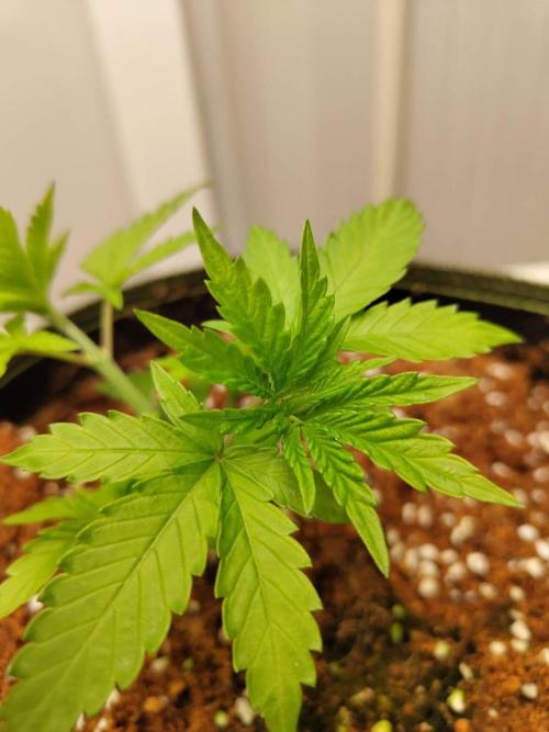 WSC OG (Pheno #4). Week 3 - 12/05