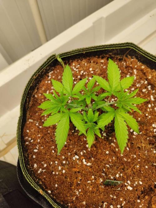 WSC OG (Pheno #4). Week 3 - 12/05