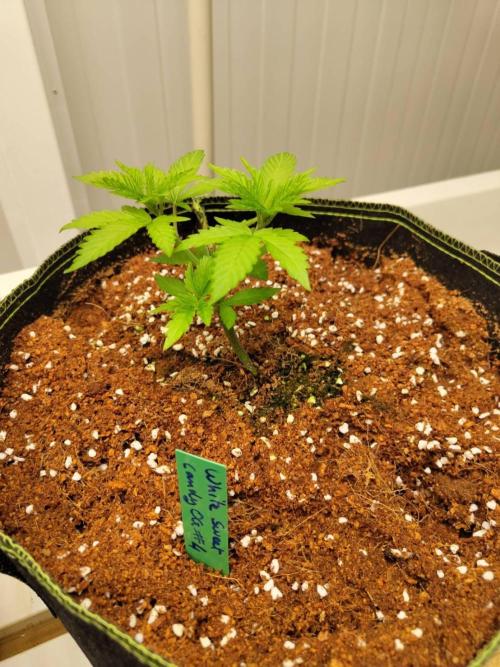 WSC OG (Pheno #4). Week 3 - 12/05