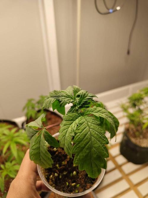 WSC OG (Pheno #3). Week 3 - 11/05
