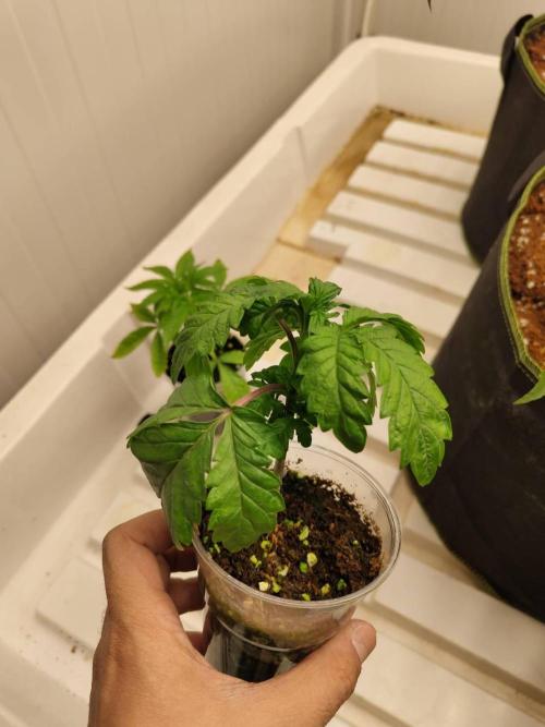 WSC OG (Pheno #3). Week 3 - 11/05
