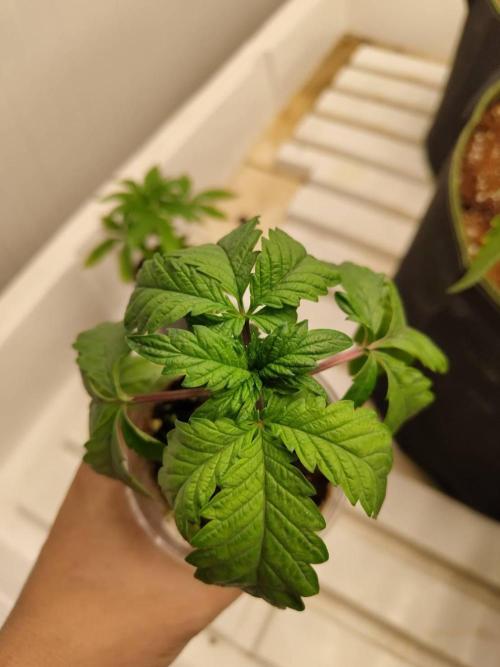 WSC OG (Pheno #3). Week 3 - 11/05

