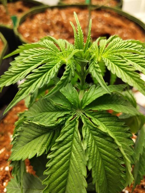 WSC OG (Pheno #2). Week 4 - 11/05
