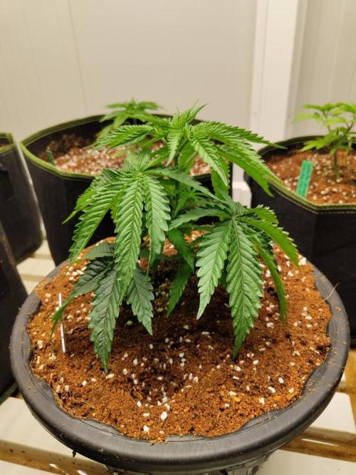 WSC OG (Pheno #2). Week 4 - 12/05