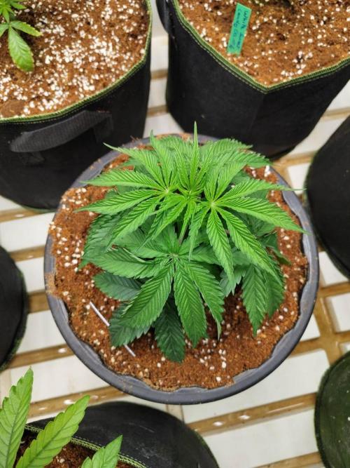 WSC OG (Pheno #2). Week 4 - 12/05