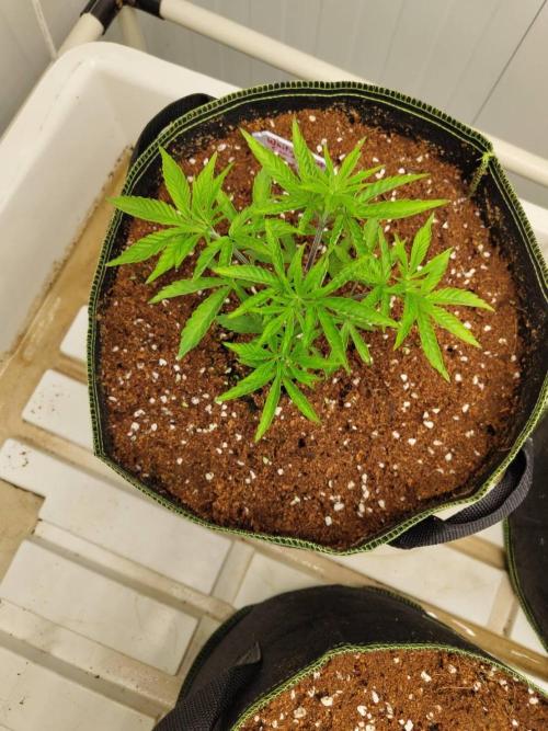 White Sweet Candy OG [P#1] [GD Contest]. Week 4 - 12/05
