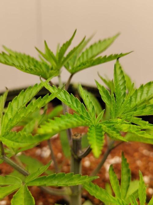 White Sweet Candy OG [P#1] [GD Contest]. Week 4 - 12/05