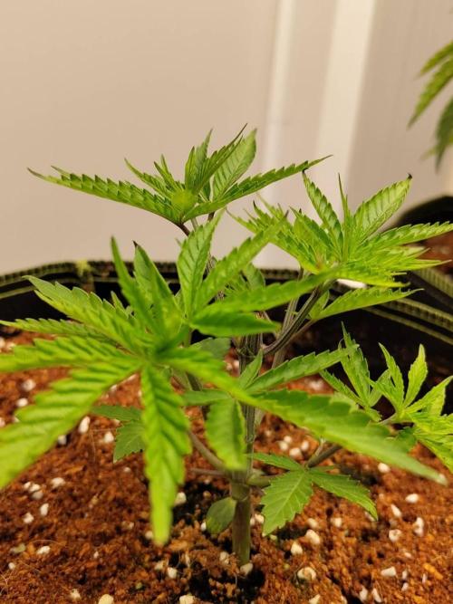 White Sweet Candy OG [P#1] [GD Contest]. Week 4 - 12/05
