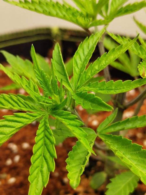 White Sweet Candy OG [P#1] [GD Contest]. Week 4 - 12/05