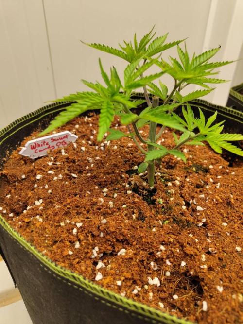 White Sweet Candy OG [P#1] [GD Contest]. Week 4 - 12/05