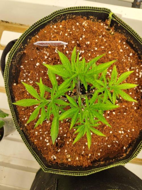 White Sweet Candy OG [P#1] [GD Contest]. Week 4 - 12/05