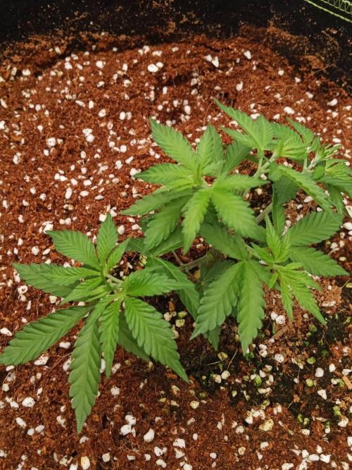 WSC OG (Pheno #5). Week 4 - 19/05