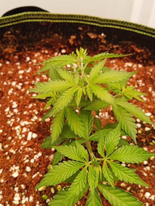 WSC OG (Pheno #5). Week 4 - 19/05