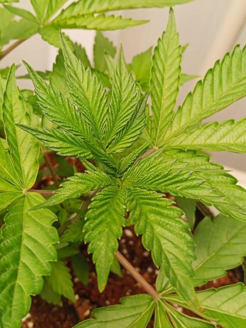 WSC OG (Pheno #4). Week 4 - 19/05