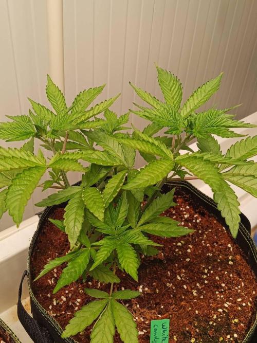 WSC OG (Pheno #4). Week 4 - 19/05