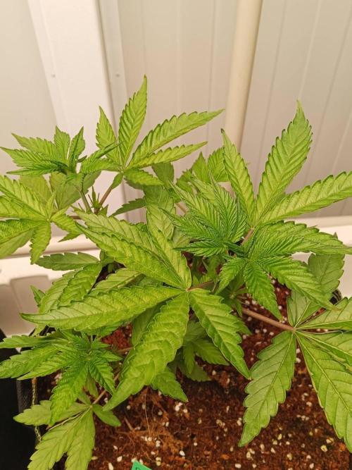 WSC OG (Pheno #4). Week 4 - 19/05