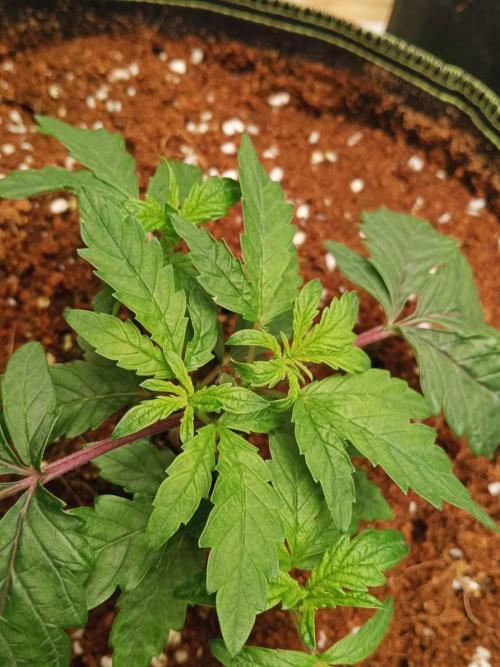 WSC OG (Pheno #3). Week 4 - 19/05