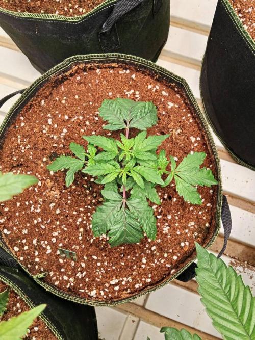 WSC OG (Pheno #3). Week 4 - 19/05