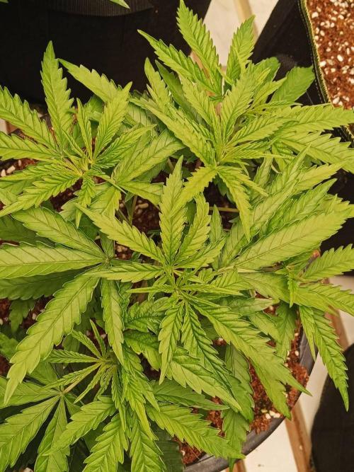 WSC OG (Pheno #2). Week 5 - 19/05