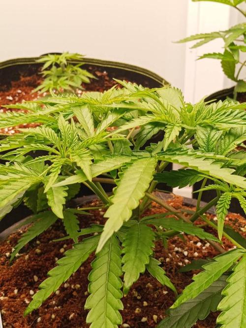 WSC OG (Pheno #2). Week 5 - 19/05