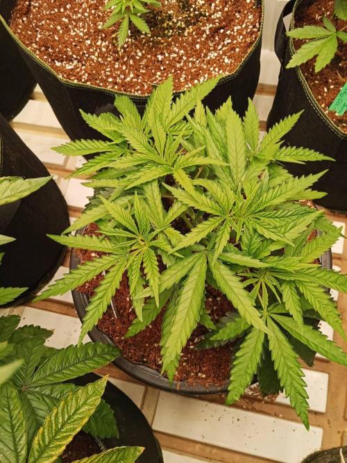 WSC OG (Pheno #2). Week 5 - 19/05