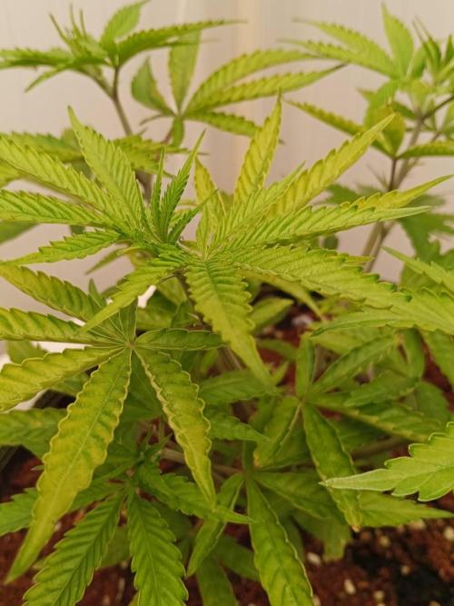 White Sweet Candy OG [P#1] [GD Contest]. Week 5 - 19/05