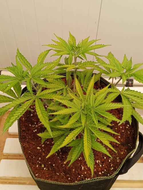 White Sweet Candy OG [P#1] [GD Contest]. Week 5 - 19/05