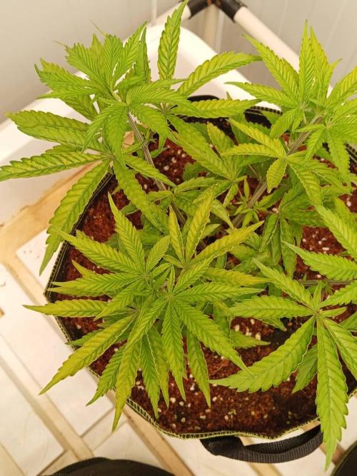 White Sweet Candy OG [P#1] [GD Contest]. Week 5 - 19/05