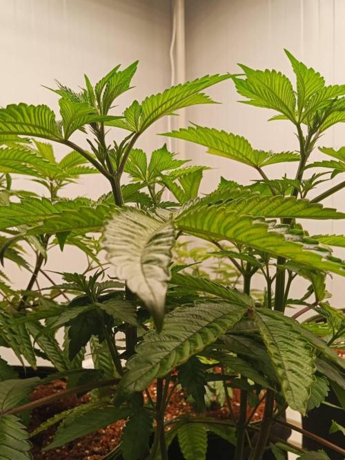 Chocolope Kush (P#2). Week 7 - 19/05