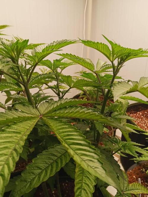 Chocolope Kush (P#2). Week 7 - 19/05