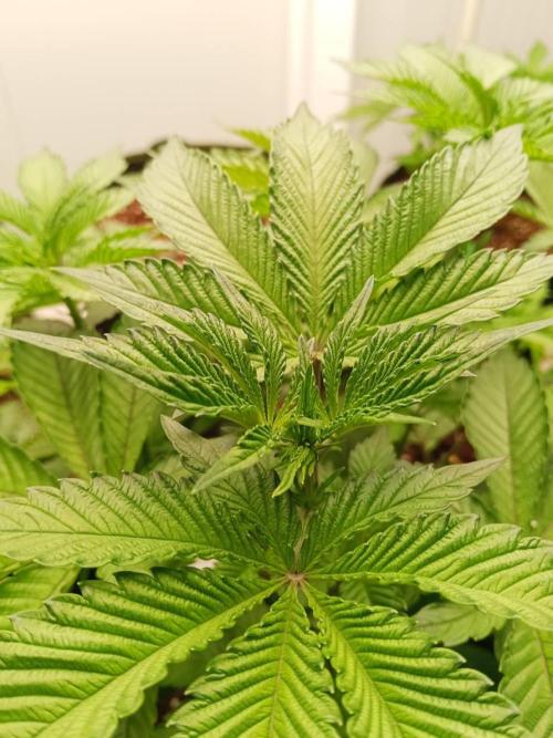 Chocolope Kush (P#2). Week 7 - 19/05