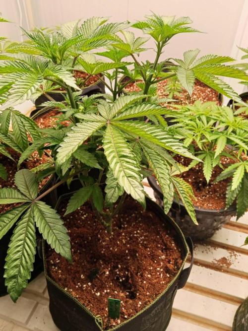 Chocolope Kush (P#2). Week 7 - 19/05