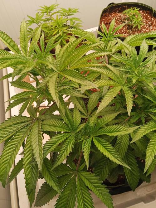 Pralines (Pheno #7). Week 8 - 19/05