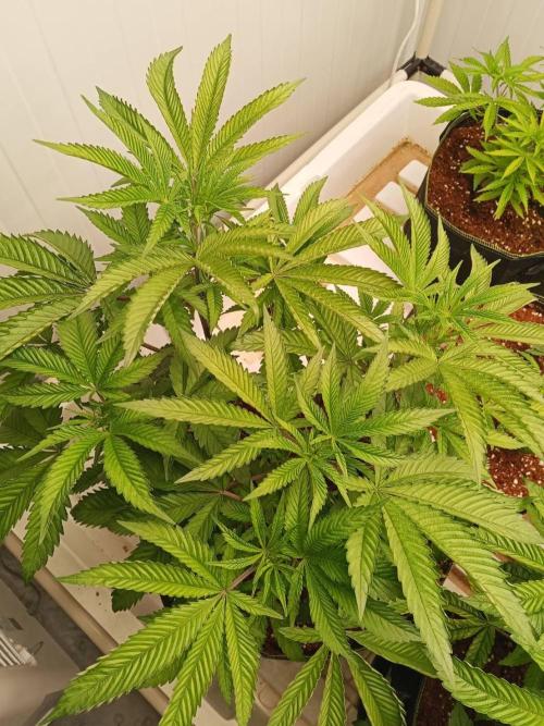 Pralines (Pheno #7). Week 8 - 19/05