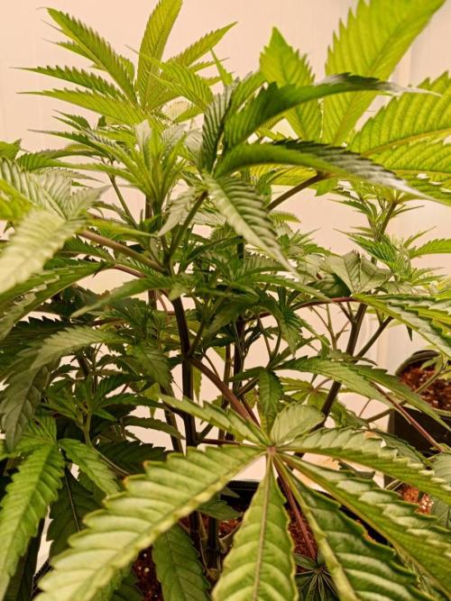 Pralines (Pheno #7). Week 8 - 19/05