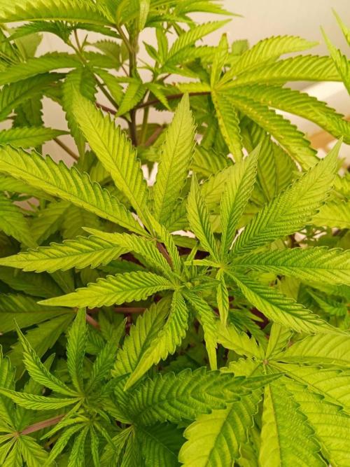Pralines (Pheno #7). Week 8 - 19/05