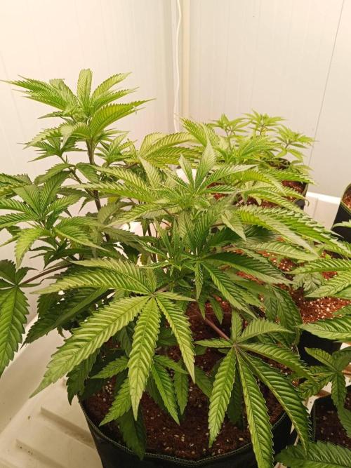 Pralines (Pheno #7). Week 8 - 19/05