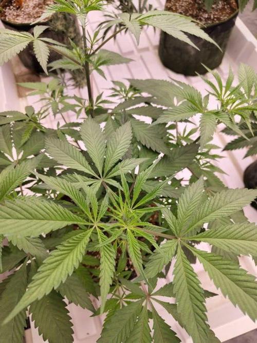 Pralines (Pheno #6). Week 8 - 07/04