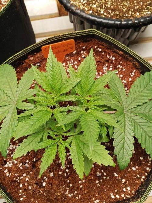 Chocolope Kush (P#1). Week 5 - 16/02