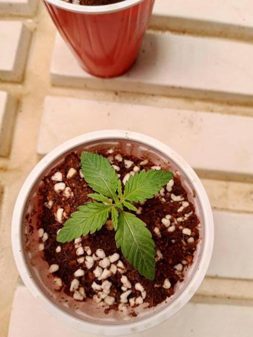 Chocolope Kush. Week 2 - 28/01