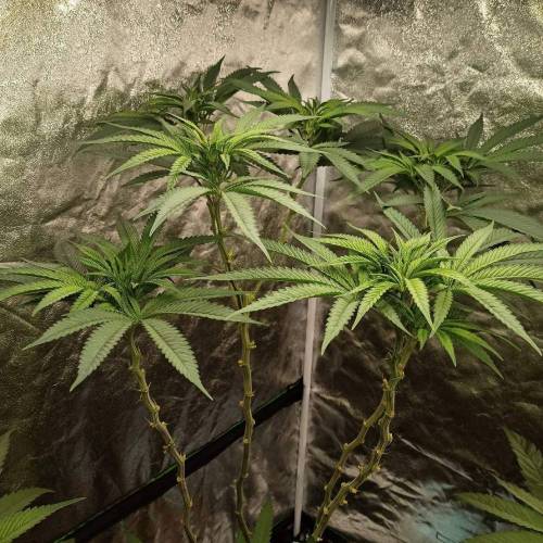 Wedding Crasher. Week 14