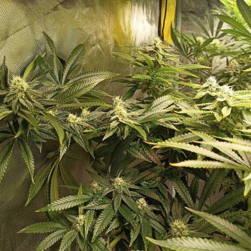 King’s Tart. Week 15
