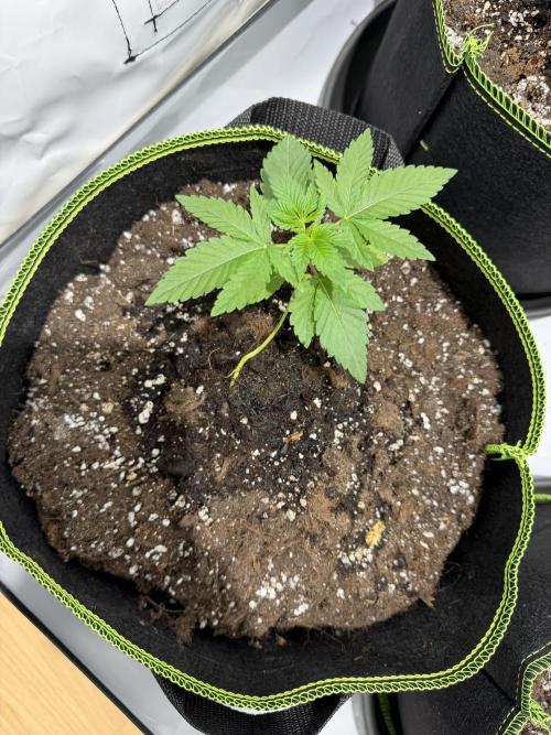 royal cookies. Week 3